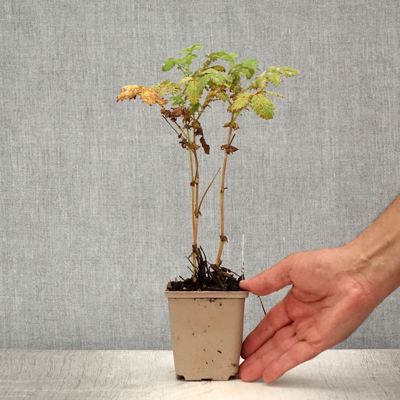 Esemplare di Agrimonia eupatoria Alba Vasetto da 8/9 cm consegnato in estate