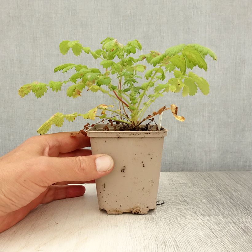 Esemplare di Agrimonia eupatoria - Agrimonia comune Vasetto da 8/9 cm consegnato in estate