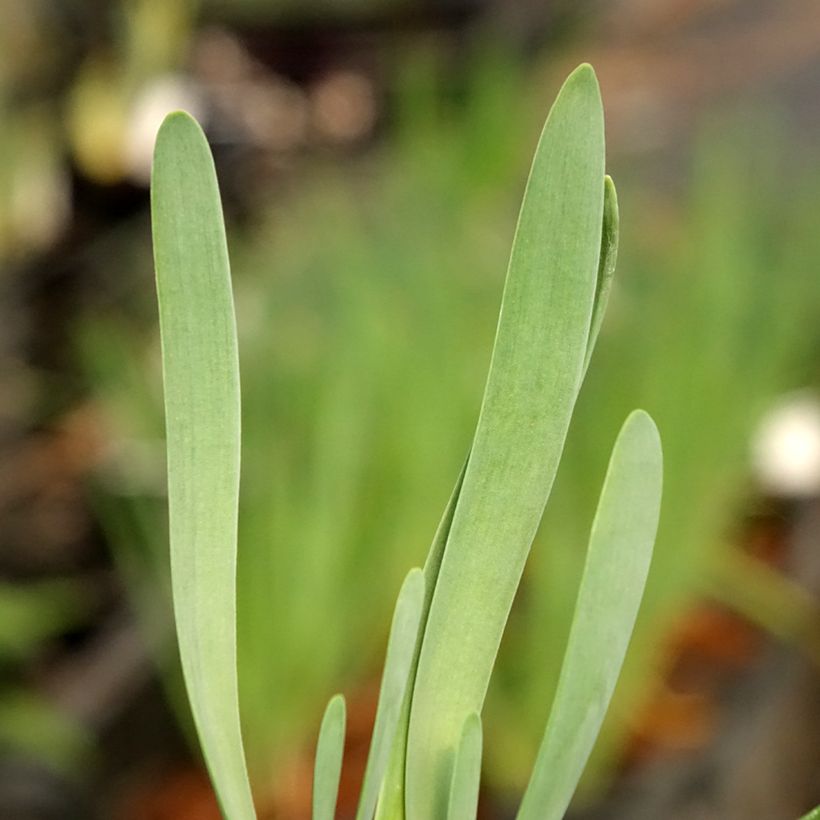 Ail d'ornement - Allium Bubble Bath (Fogliame)