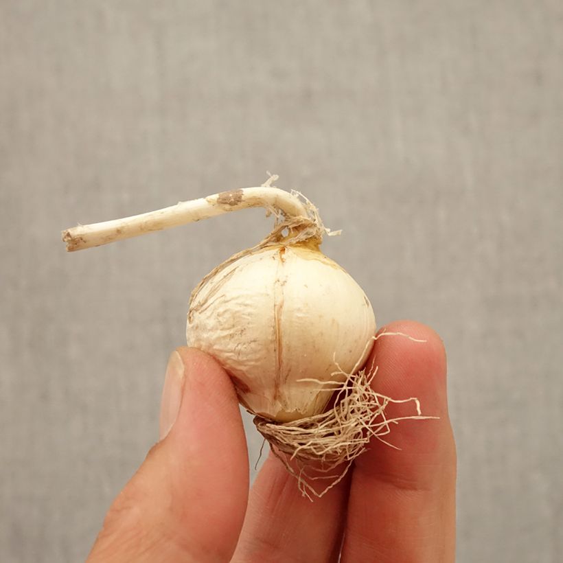 Esemplare di Allium nectaroscordum - Aglio della Sicilia Bulbo taglia 10+ come consegnato in autunno