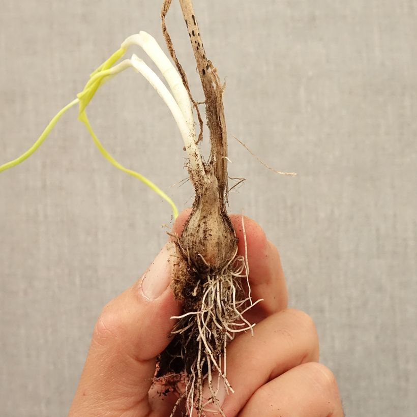 Esemplare di Allium carinatum subsp. pulchellum Album - Aglio ornamentale Bulbo taglia I come consegnato in autunno