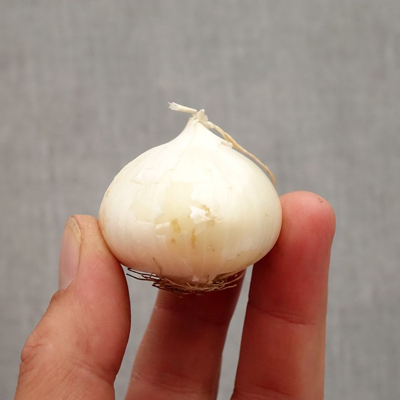 Esemplare di Allium karataviense - Aglio ornamentale Bulbo taglia 10+ come consegnato in autunno