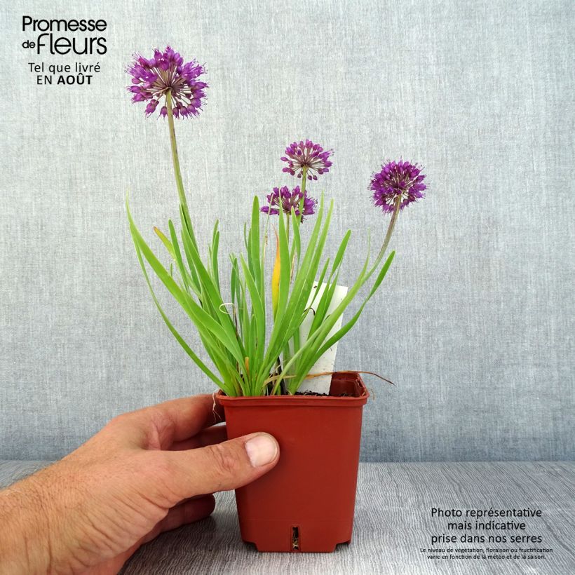Esemplare di Allium Lavender Bubbles - Aglio ornamentale Vasetto da 8/9 cm consegnato in estate