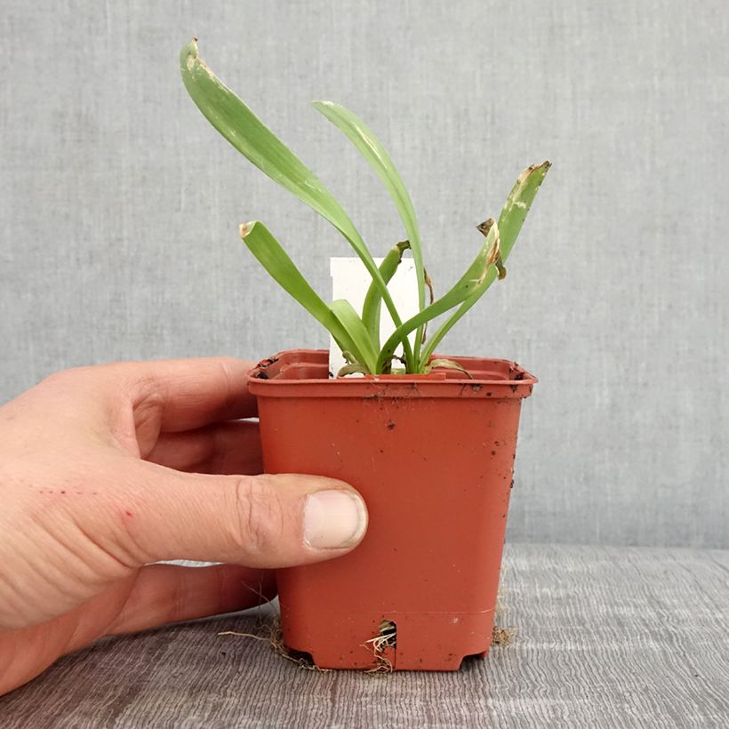 Allium Lavender Bubbles - Aglio ornamentale Vasetto da 8/9 cm esemplare consegnato in primavera