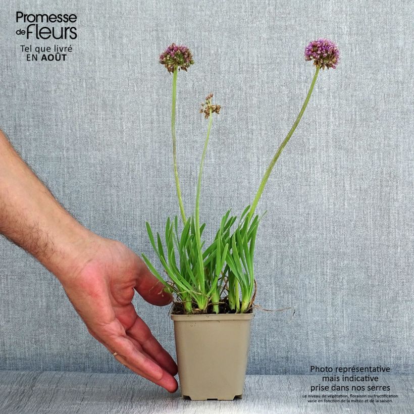 Esemplare di Allium Little Sapphire - Aglio ornamentale Vasetto da 8/9 cm consegnato in estate