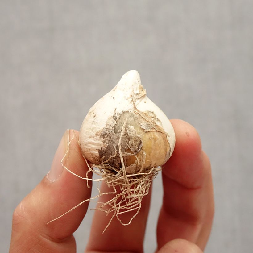 Esemplare di Allium schubertii Spider - Aglio ornamentale Bulbo taglia 10+ come consegnato in autunno