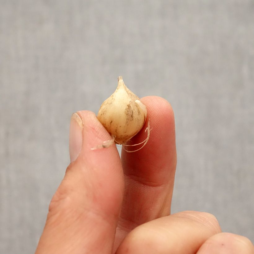 Esemplare di Allium scorodoprasum Art - Aglio romano Bulbo taglia 5+ come consegnato in autunno