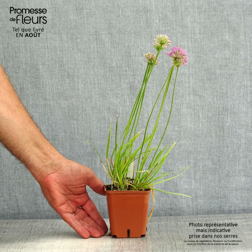 Esemplare di Allium Avatar - Aglio ornamentale Vasetto da 7/8 cm taglia I consegnato in estate