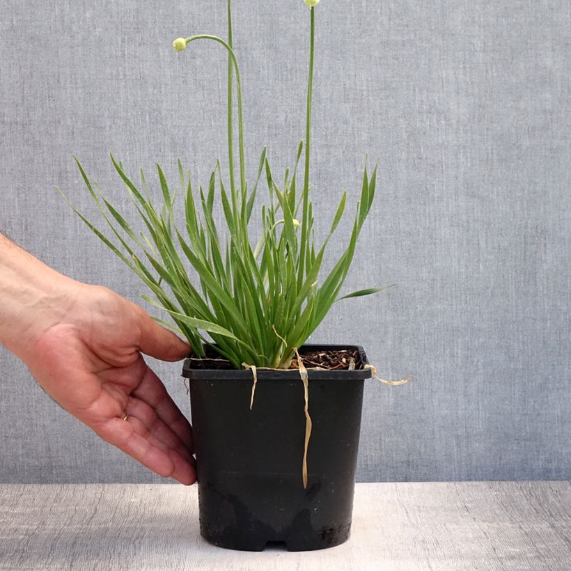 Esemplare di Allium In Orbit - Aglio ornamentale Vaso da 2L/3L consegnato in estate