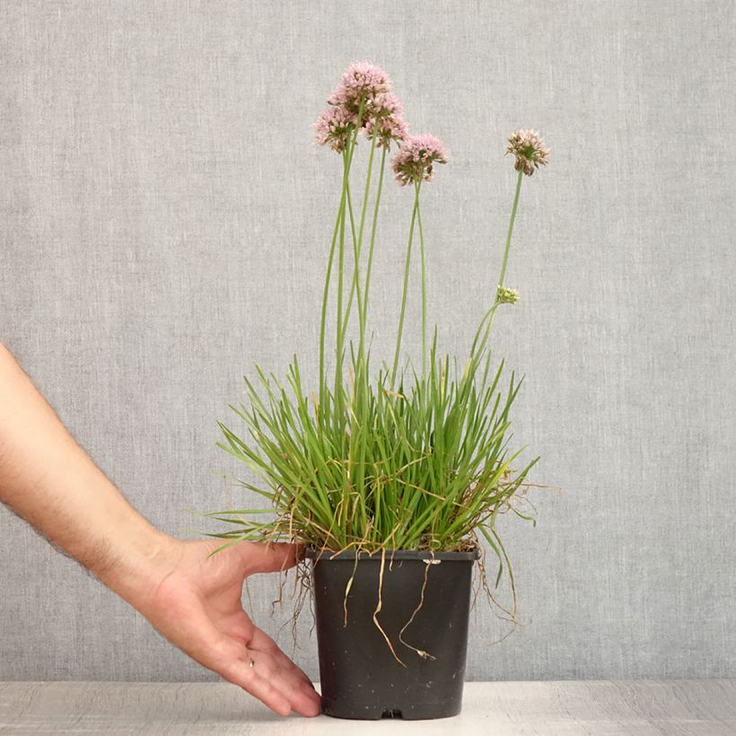 Esemplare di Allium Lisa Green - Aglio ornamentale Vaso da 2L/3L consegnato in estate
