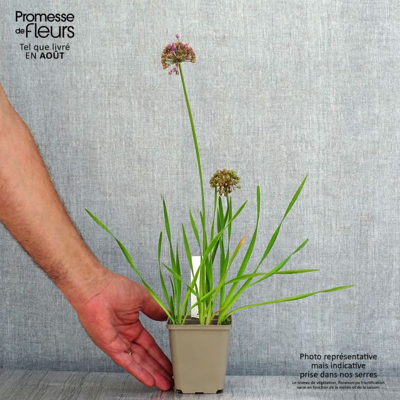 Esemplare di Allium Serendipity - Aglio ornamentale Vasetto da 8/9 cm consegnato in estate