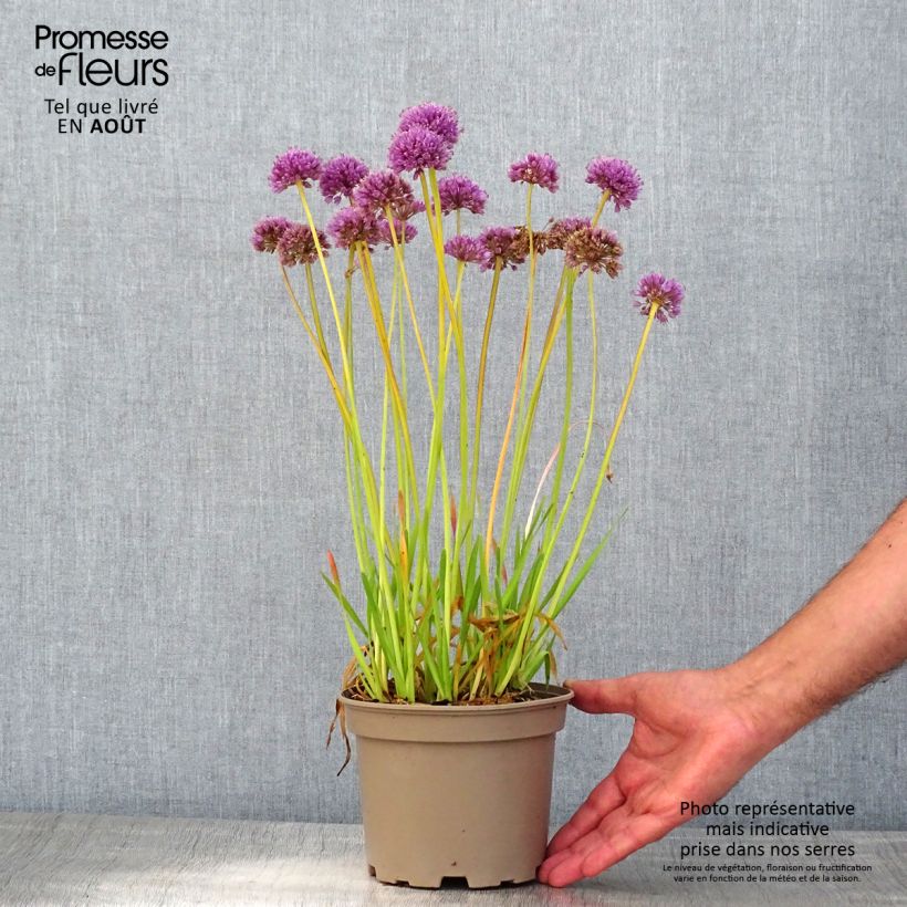 Esemplare di Allium Serendipity - Aglio ornamentale Vaso da 2L/3L consegnato in estate