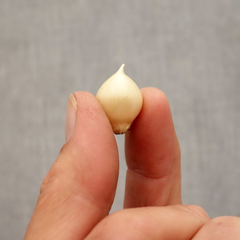 Esemplare di Aglio romano Scorodoprasum Bulbo taglia 5+ come consegnato in autunno