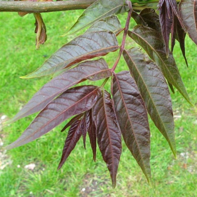 Ailanthus altissima Purple Dragon - Ailanto (Fogliame)