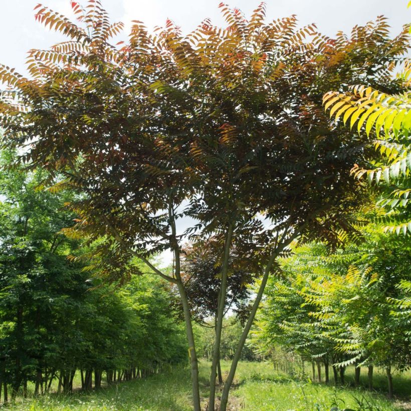 Ailanthus altissima Purple Dragon - Ailanto (Porto)