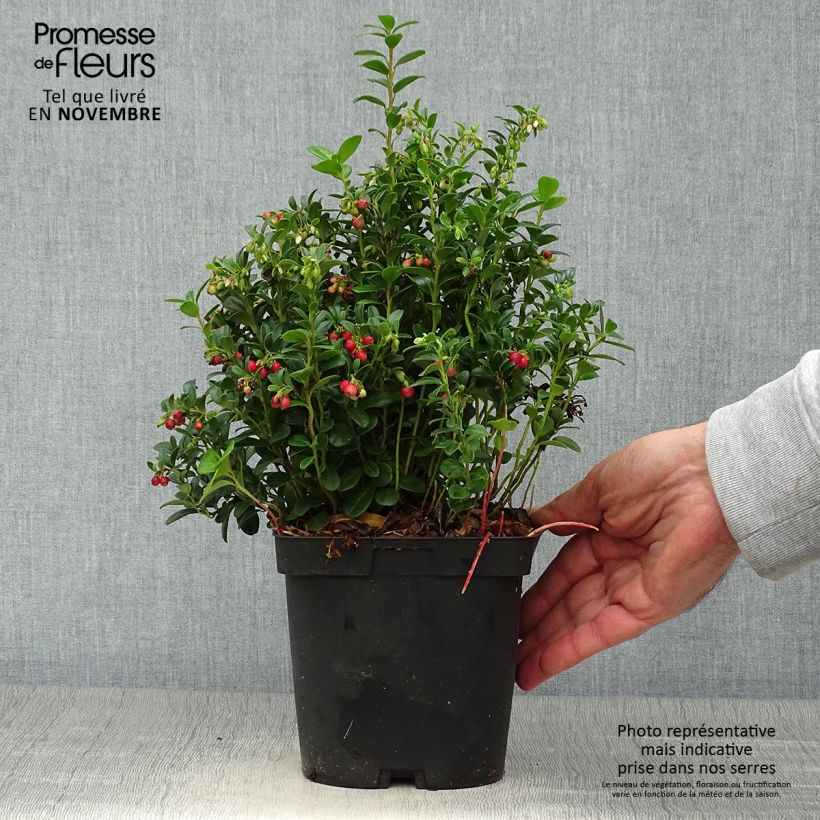 Esemplare di Mirtillo rosso - Red Pearl Vaso da 2L/3L come consegnato in autunno
