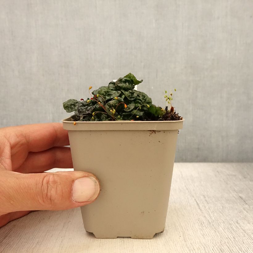 Esemplare di Ajuga pyramidalis Metallica Crispa - Iva piramidale Vasetto da 8/9 cm consegnato in estate