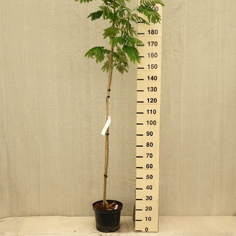 Esemplare di Albizia julibrissin Evey's Pride - Acacia di Costantinopoli Vaso da 7,5L/10L consegnato in estate
