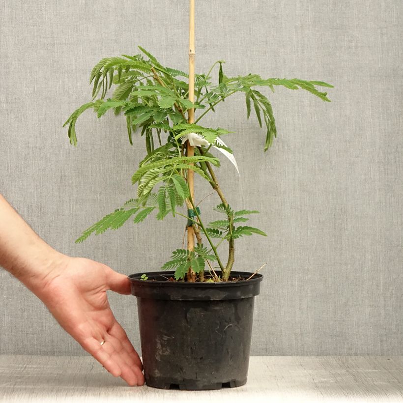 Esemplare di Albizia julibrissin Ombrella - Acacia di Costantinopoli Vaso da 3L/4L consegnato in estate