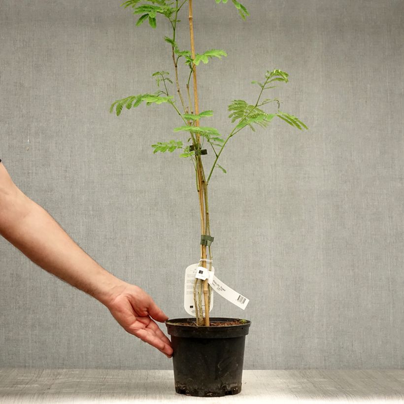 Esemplare di Albizzia julibrissin Rosea - Acacia di Costantinopoli Vaso da 2L/3L consegnato in estate