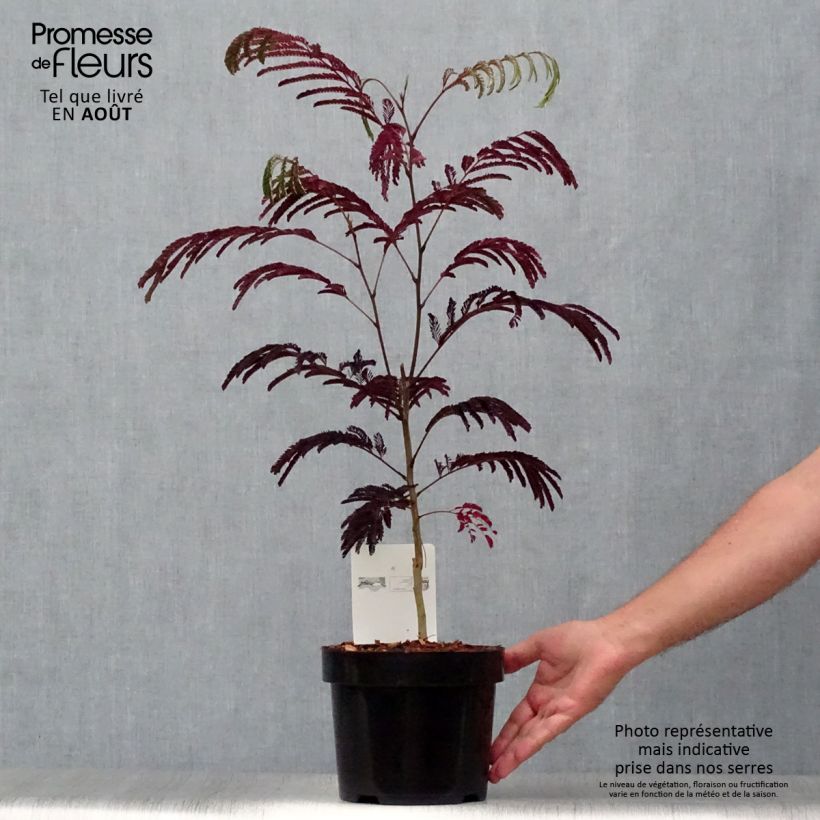 Esemplare di Albizzia julibrissin Summer Chocolate - Acacia di Costantinopoli Vaso da 3L/4L consegnato in estate