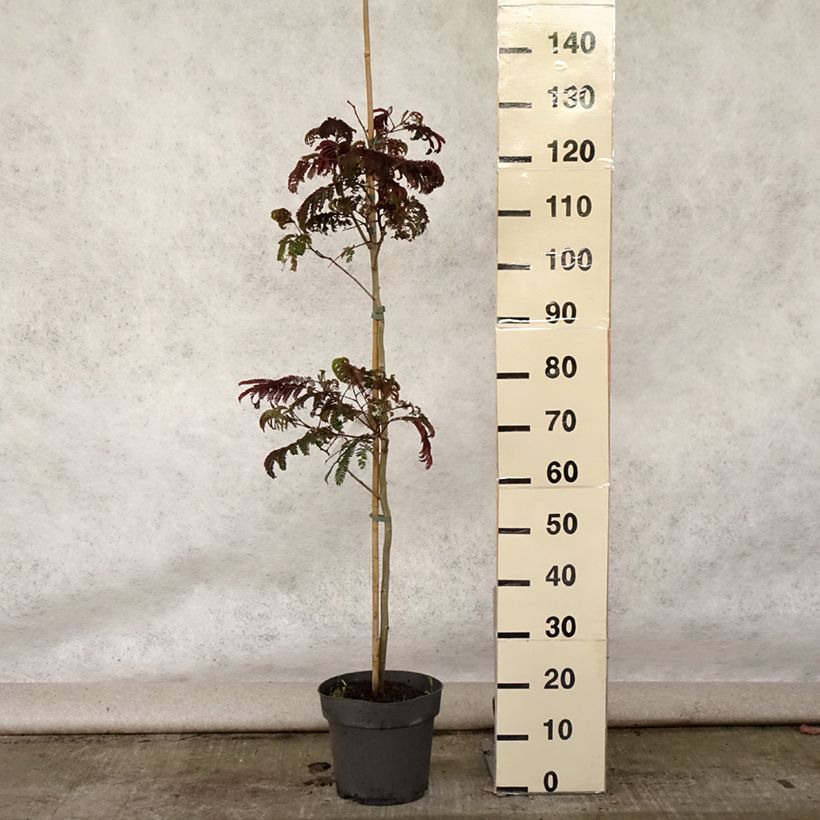 Esemplare di Albizzia julibrissin Summer Chocolate - Acacia di Costantinopoli Vaso da 7,5L/10L consegnato in estate