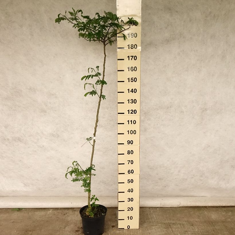 Esemplare di Albizia julibrissin Tropical Dream - Acacia di Costantinopoli Vaso da 7,5L/10L consegnato in estate