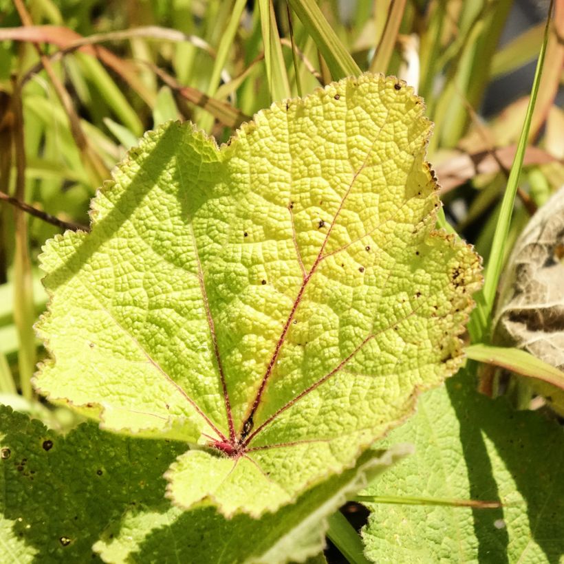 Alcea ficifolia - Malvarosa (Fogliame)