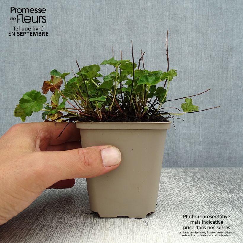 Esemplare di Alchemilla erythropoda Vasetto da 8/9 cm consegnato in estate