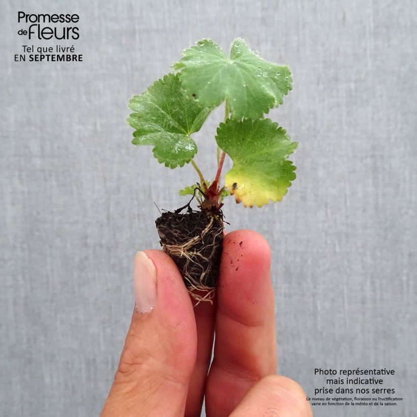 Esemplare di Alchemilla mollis Mini zolla Ø 1,5/2,5 cm come consegnato in autunno