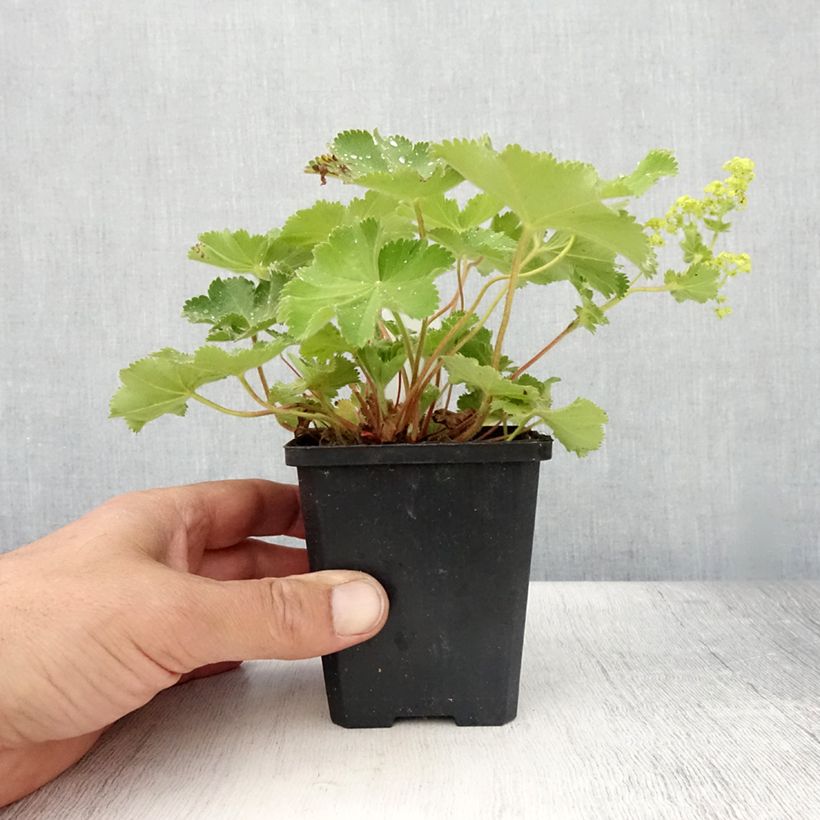 Esemplare di Alchemilla mollis Thriller Vasetto da 8/9 cm consegnato in estate