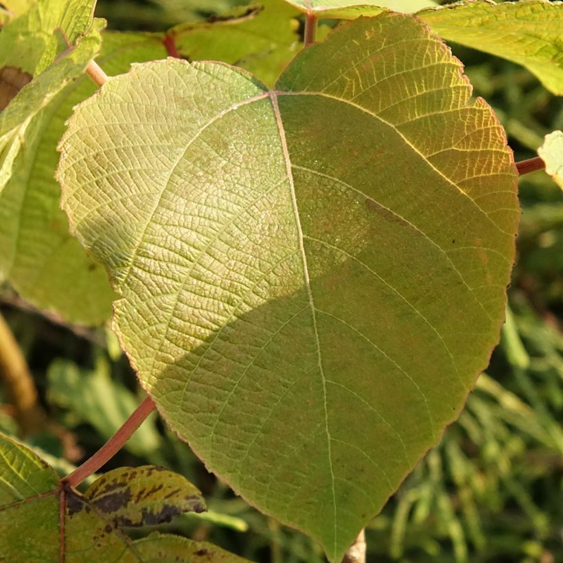 Alchornea davidii (Fogliame)