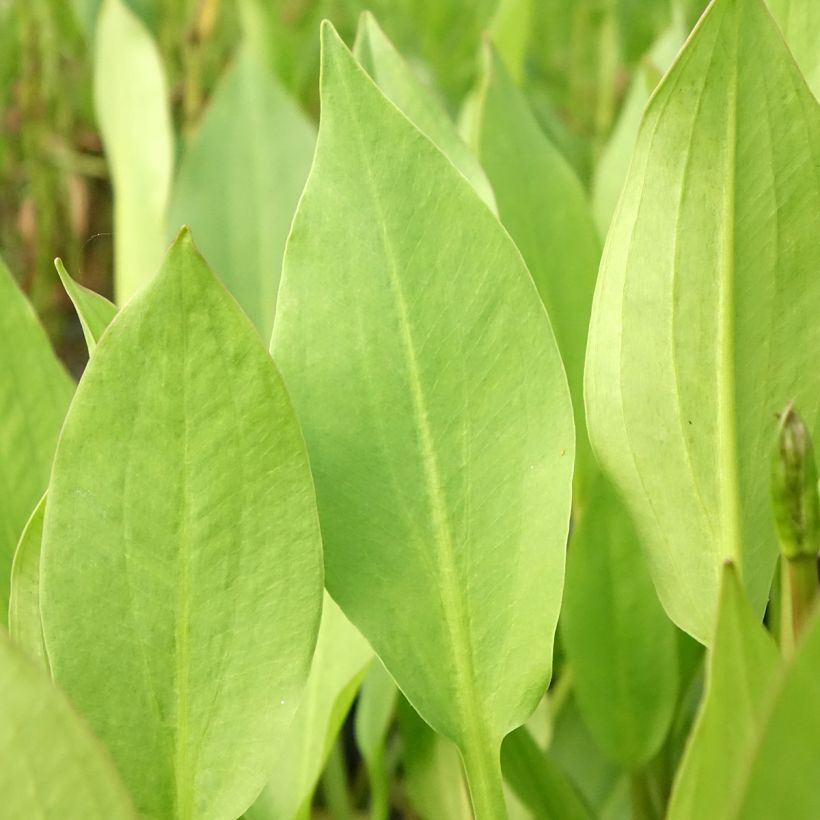 Alisma lanceolatum - Mestolaccia lanceolata (Fogliame)