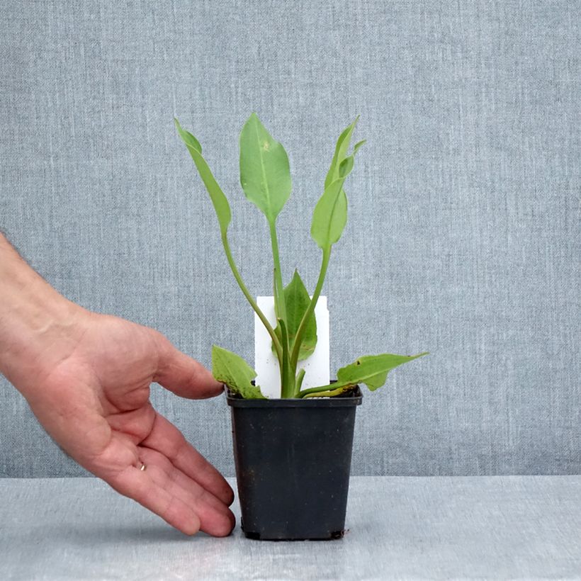 Esemplare di Alisma lanceolatum - Mestolaccia lanceolata Vasetto da 8/9 cm consegnato in estate
