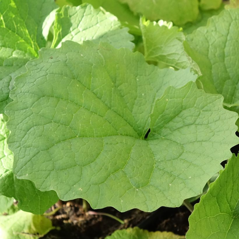 Alliaria petiolata - Alliaria comune (Fogliame)