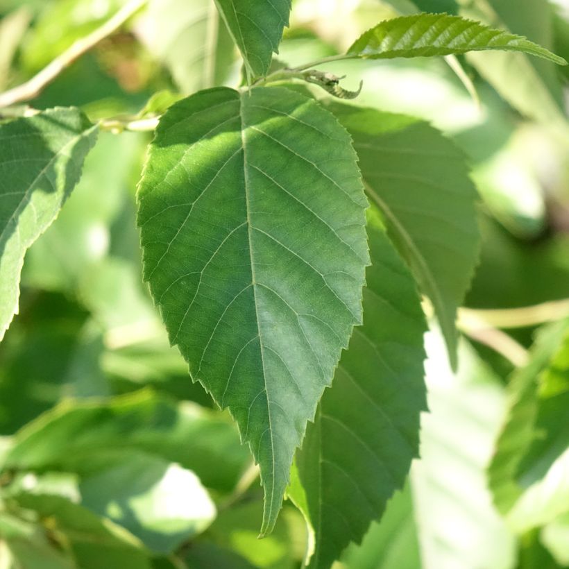 Alnus spaethii - Ontano (Fogliame)