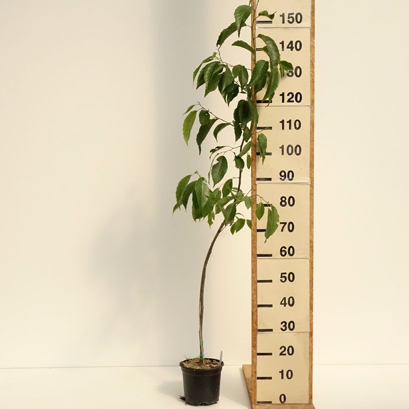 Esemplare di Alnus spaethii - Ontano Vaso da 3L/4L consegnato in estate