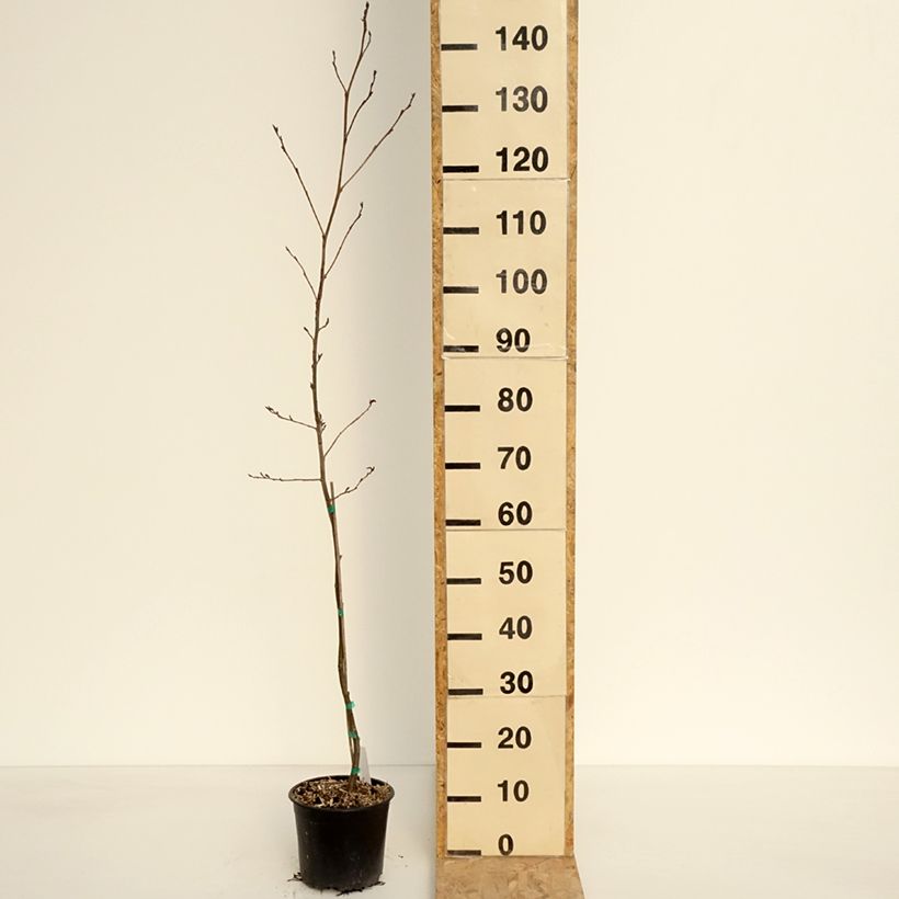 Alnus spaethii - Ontano Vaso da 3L/4L esemplare consegnato in primavera