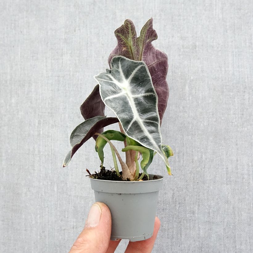 Alocasia Amazonica Dwarf - Oreille d'éléphant Mini-plante esemplare consegnato in primavera