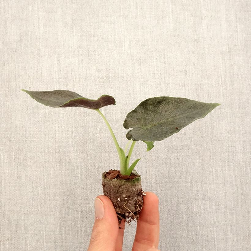 Alocasia Antoro Velvet - Orecchie d'Elefante Mini-plante esemplare consegnato in primavera