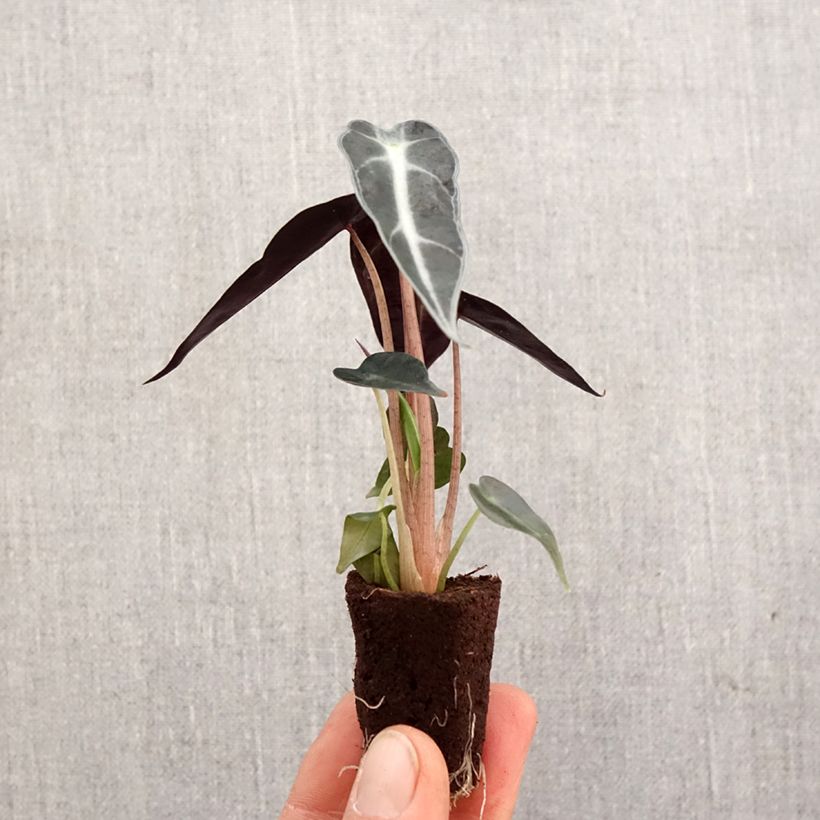 Alocasia Bambino - Oreille d'éléphant - Motte 5 cm x 7 cm esemplare consegnato in primavera