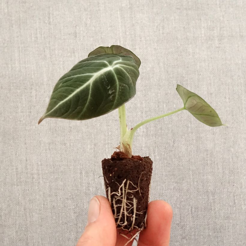 Alocasia Black Velvet - Oreille d'éléphant - Mini-motte Ø 3/4 cm esemplare consegnato in primavera