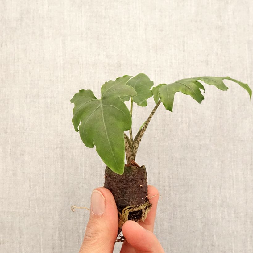 Alocasia brancifolia - Oreille d'éléphant - Mini-motte Ø 3/4 cm esemplare consegnato in primavera