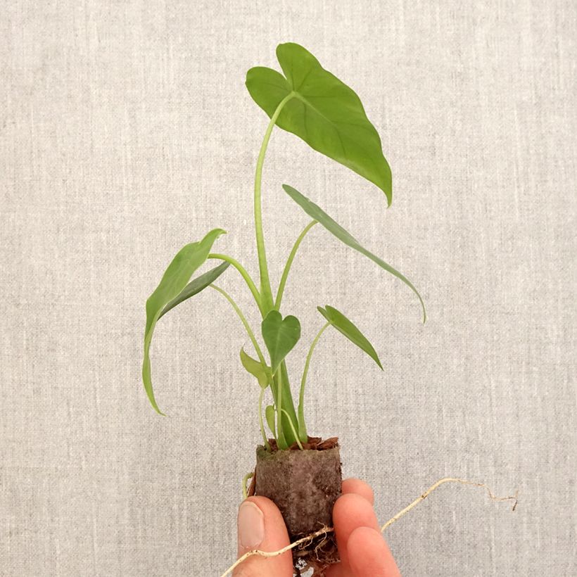 Alocasia California - Oreille d'éléphant - Mini-motte Ø 3/4 cm esemplare consegnato in primavera