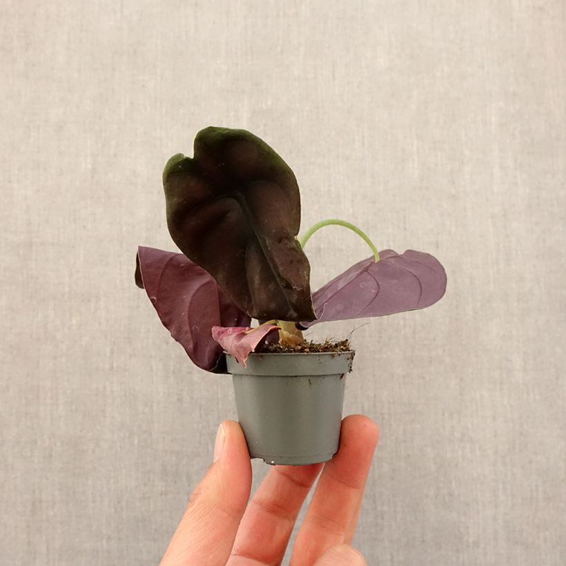 Alocasia cuprea Red - Orecchie d'Elefante Mini-plante esemplare consegnato in primavera