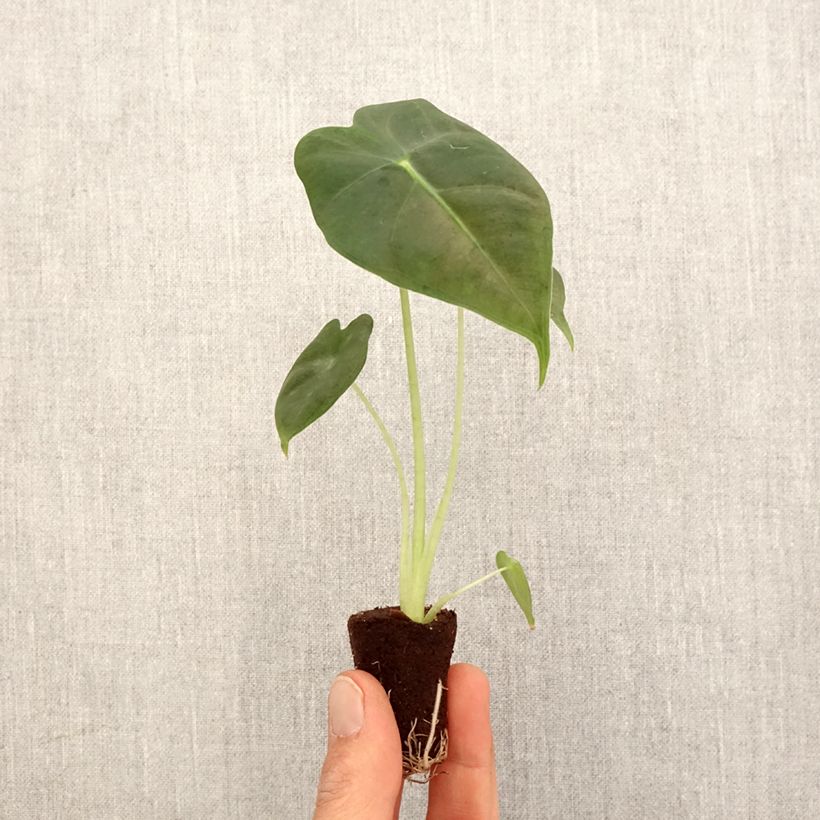 Alocasia Frydek - Orecchie d'Elefante Mini-plante esemplare consegnato in primavera