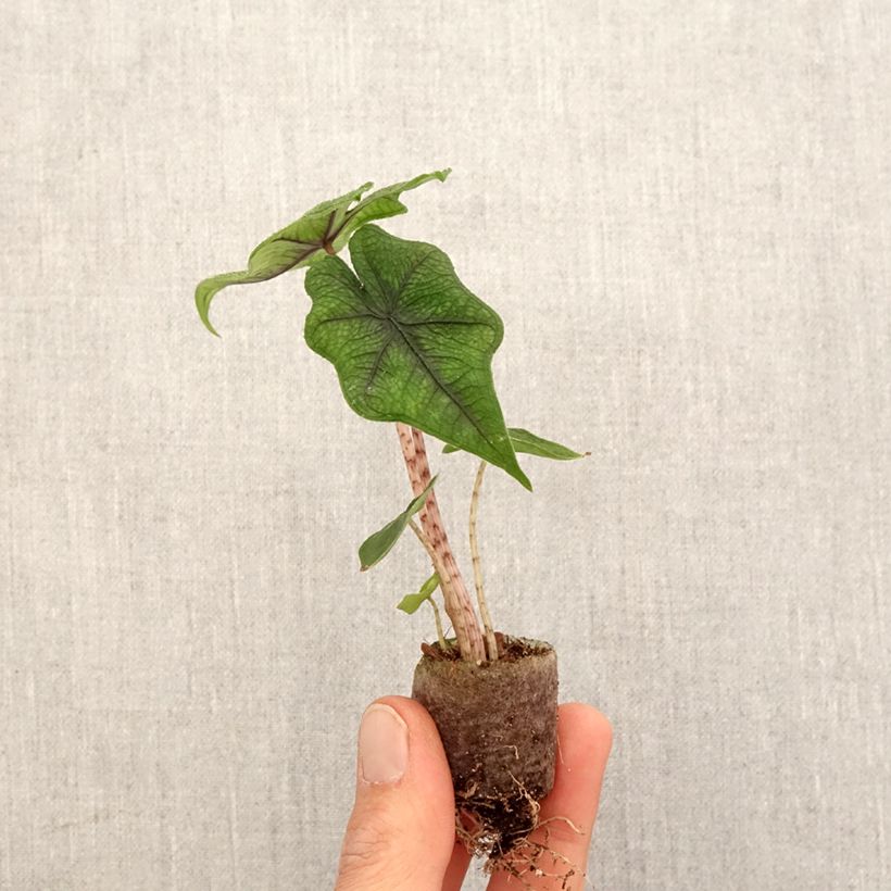 Alocasia Jacklyn - Orecchie d'Elefante Mini-plante esemplare consegnato in primavera