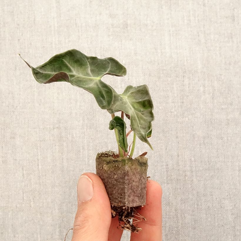 Alocasia Loco - Orecchie d'Elefante Mini-plante esemplare consegnato in primavera