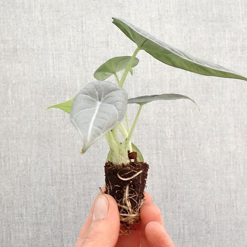 Alocasia Maharani - Orecchie d'Elefante Mini-plante esemplare consegnato in primavera