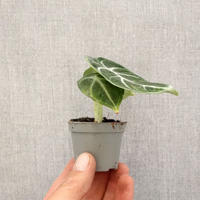 Alocasia Ninja - Oreille d'éléphant Mini-plante esemplare consegnato in primavera